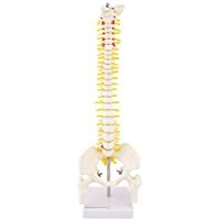 HeineScientific - Minicolumna vertebral (tamaño medio)- color natural